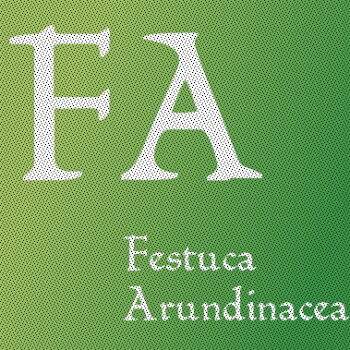 Festuca Arundinacea