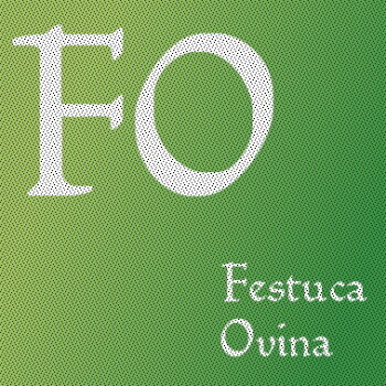 Festuca Ovina L.