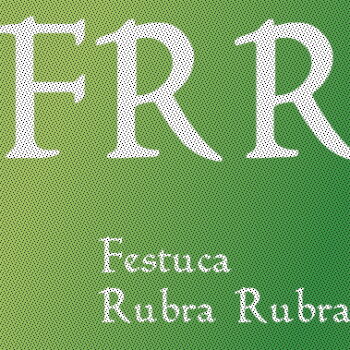 Festuca Rubra Rubra